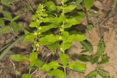 Mullein Foxglove, Dasistoma macrophylla