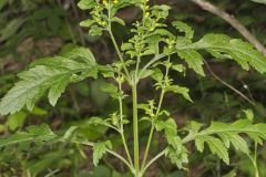 Mullein Foxglove, Dasistoma macrophylla