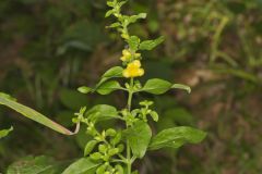 Mullein Foxglove, Dasistoma macrophylla