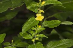 Mullein Foxglove, Dasistoma macrophylla