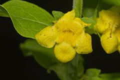 Mullein Foxglove, Dasistoma macrophylla
