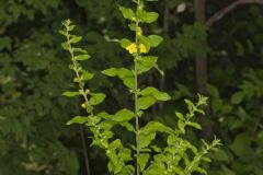Mullein Foxglove, Dasistoma macrophylla