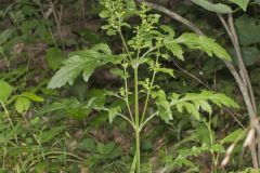 Mullein Foxglove, Dasistoma macrophylla