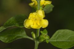 Mullein Foxglove, Dasistoma macrophylla