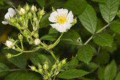 Multiflora Rose