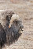 Musk-ox, Ovibos moschatus