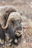 Musk-ox, Ovibos moschatus