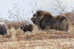 Musk-ox, Ovibos moschatus