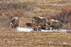 Musk-ox, Ovibos moschatus
