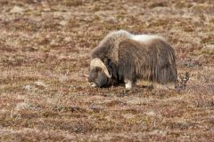 Musk-ox, Ovibos moschatus