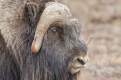 Musk-ox, Ovibos moschatus