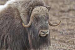 Musk-ox, Ovibos moschatus