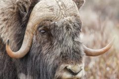 Musk-ox, Ovibos moschatus