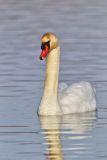 Mute Swan, Cygnus olor