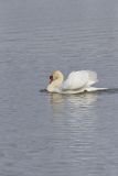 Mute Swan, Cygnus olor