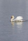 Mute Swan, Cygnus olor