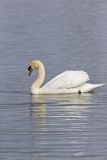 Mute Swan, Cygnus olor