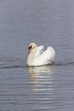 Mute Swan, Cygnus olor