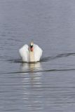 Mute Swan, Cygnus olor