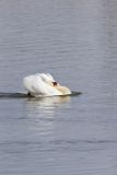 Mute Swan, Cygnus olor