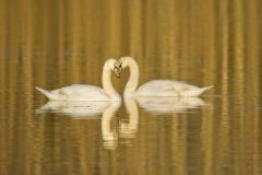 Mute Swan, Cygnus olor
