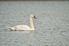 Mute Swan, Cygnus olor