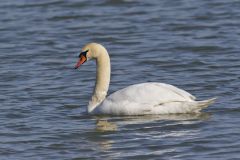Mute Swan, Cygnus olor