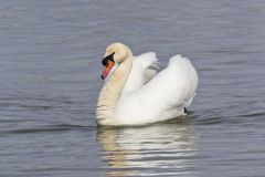 Mute Swan, Cygnus olor