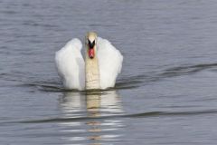 Mute Swan, Cygnus olor