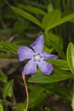 Myrtle, Vinca minor