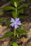 Myrtle, Vinca minor