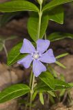 Myrtle, Vinca minor
