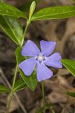 Myrtle, Vinca minor