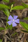 Myrtle, Vinca minor