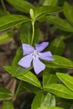Myrtle, Vinca minor