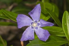 Myrtle, Vinca minor
