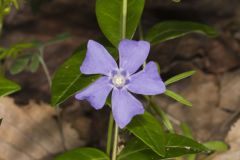 Myrtle, Vinca minor
