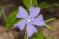 Myrtle, Vinca minor