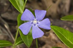 Myrtle, Vinca minor