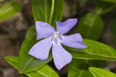 Myrtle, Vinca minor