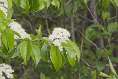 Nannyberry, Viburnum lentago