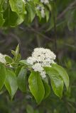 Nannyberry, Viburnum lentago