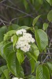Nannyberry, Viburnum lentago