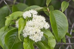 Nannyberry