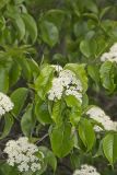 Nannyberry, Viburnum lentago
