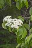 Nannyberry, Viburnum lentago