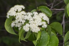 Nannyberry, Viburnum lentago