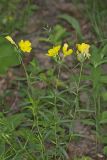 Narrow-leaved Sundrops, Oenothera fruticosa
