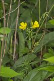 Narrow-leaved Sundrops, Oenothera fruticosa