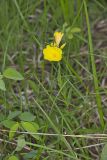 Narrow-leaved Sundrops, Oenothera fruticosa